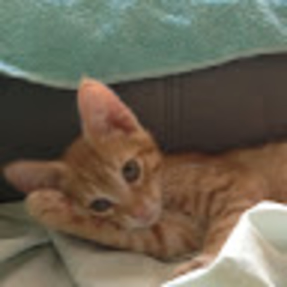 Meet your Posher, Crazy